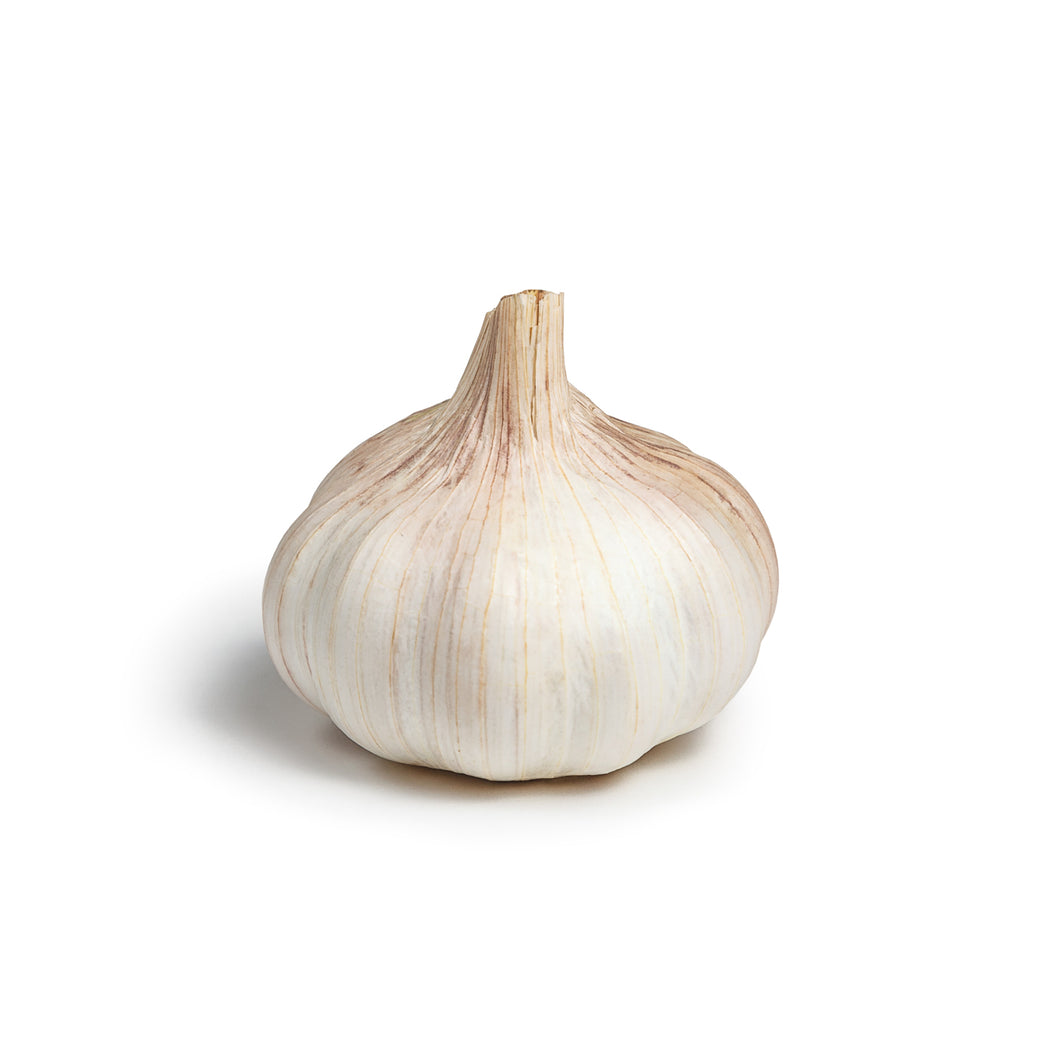 Garlic Bulb